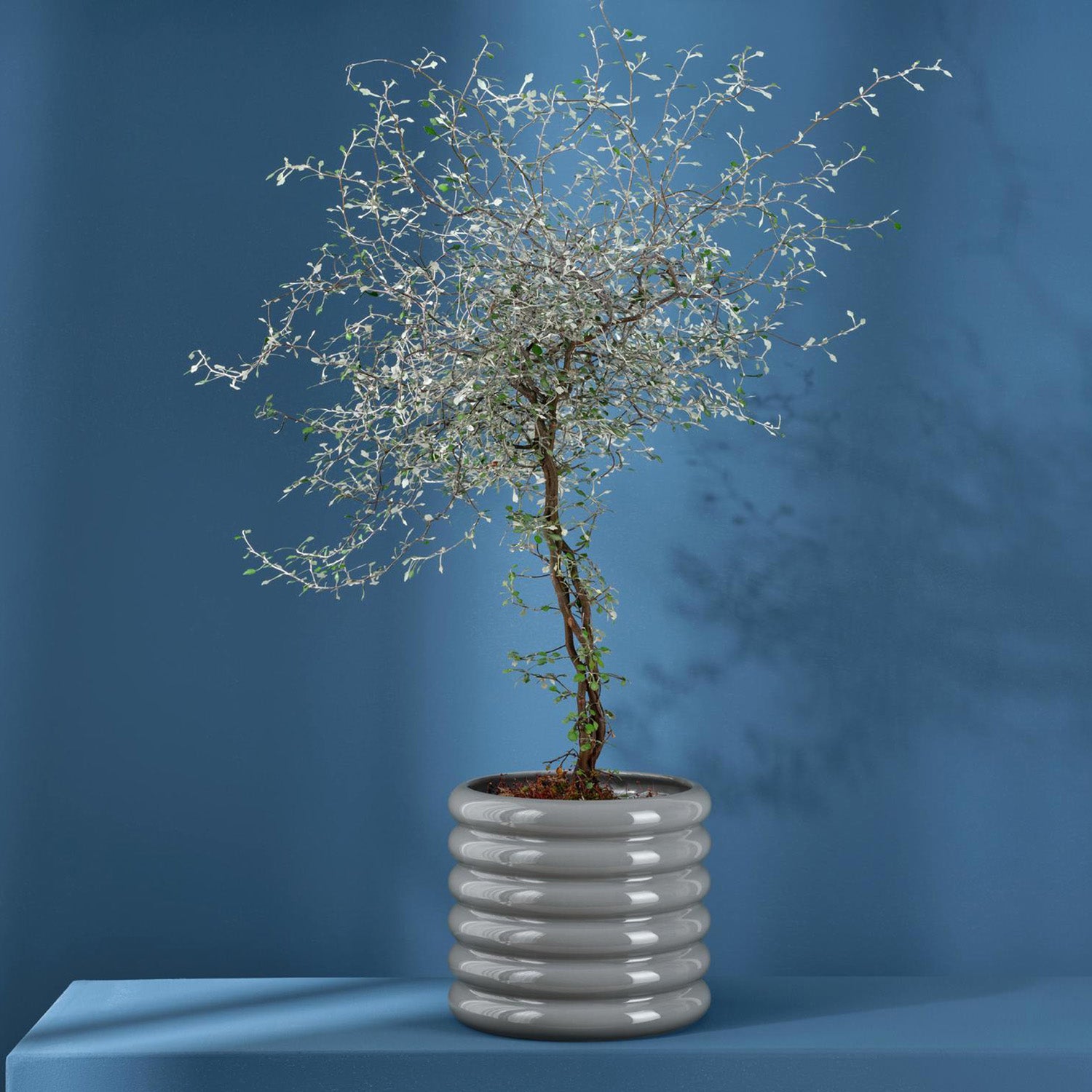 Loopy Planter H15cm / Living Talk Decor リビングトークデコール