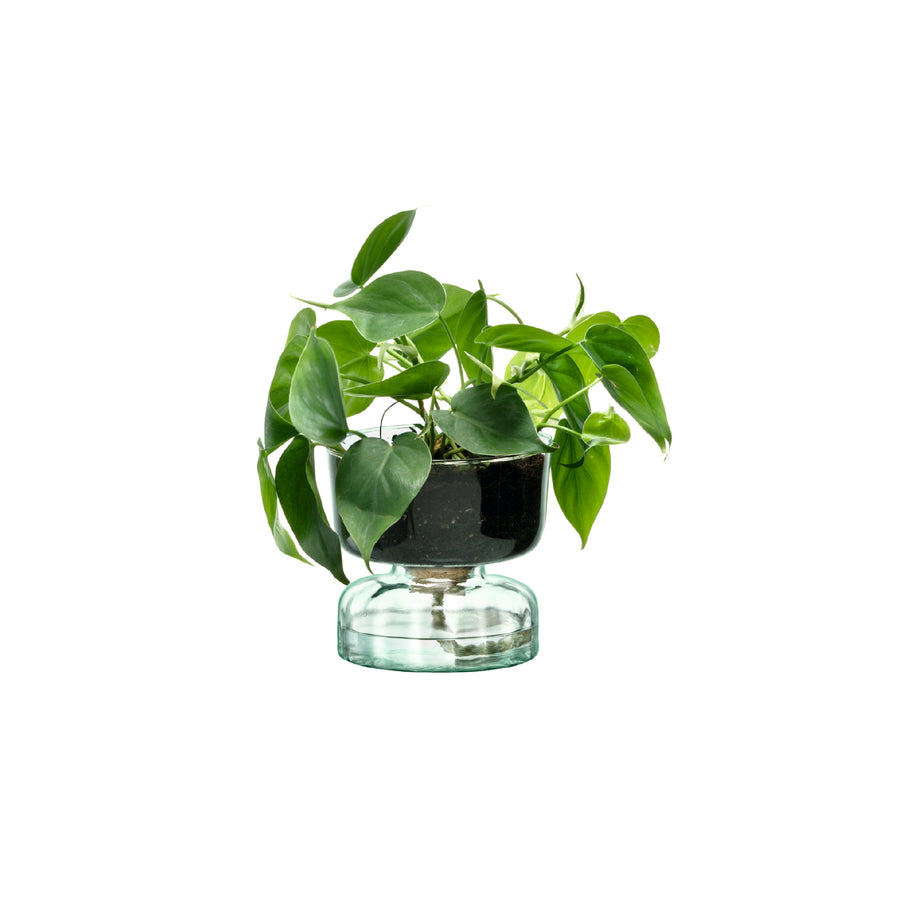CANOPY キャノピーSelf Water Planter H13cm